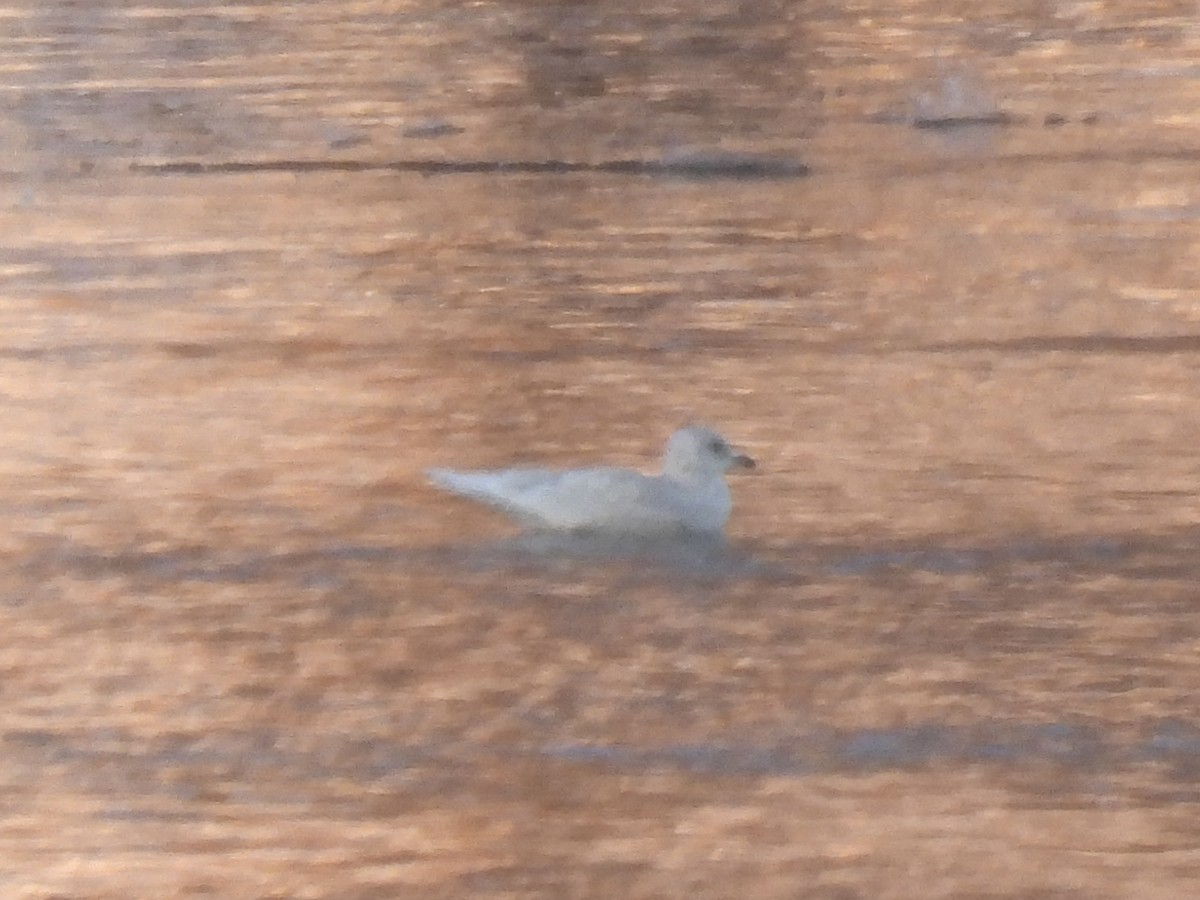 Iceland Gull - ML646593369