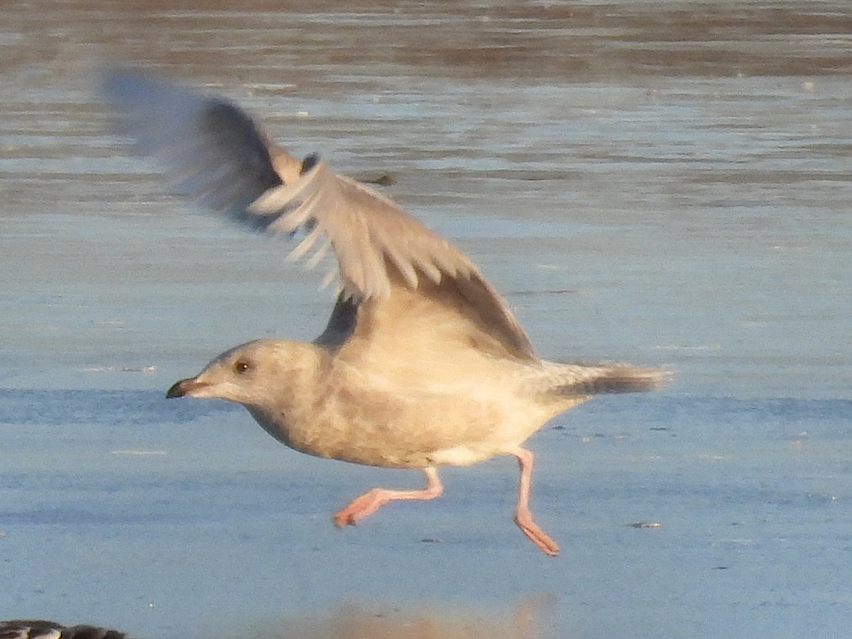 Iceland Gull - ML646593370