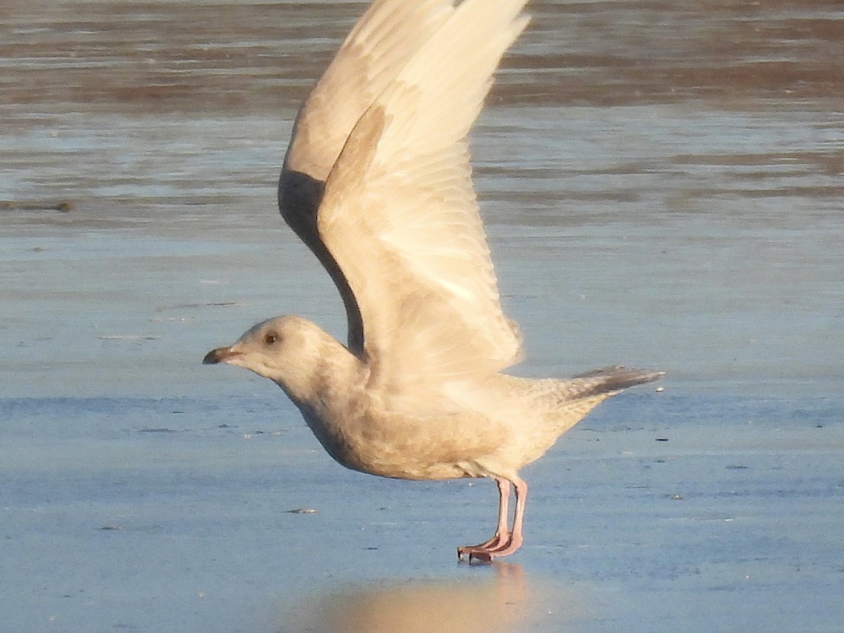 Iceland Gull - ML646593371