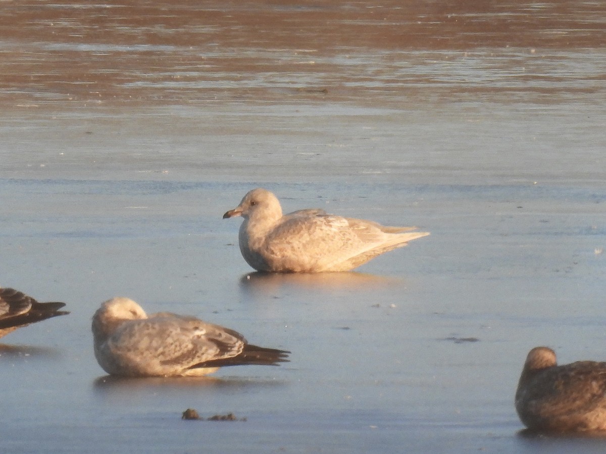 Iceland Gull - ML646593372
