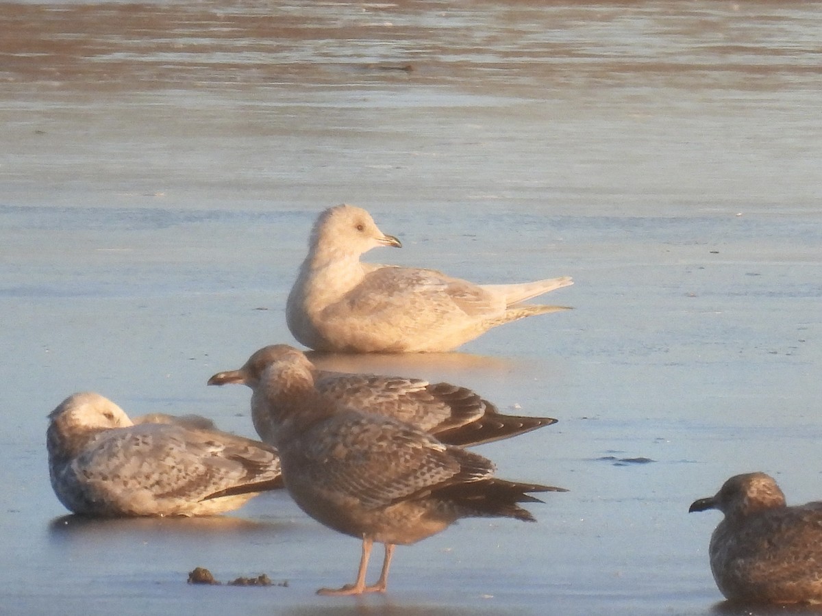 Iceland Gull - ML646593373