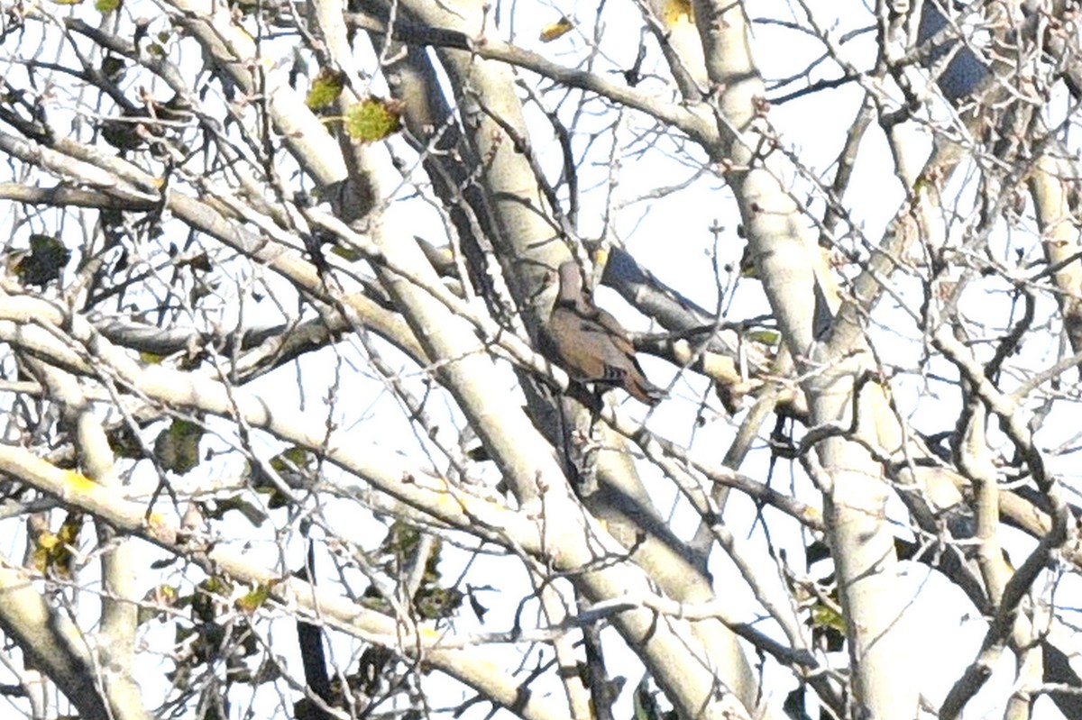 White-winged Dove - ML646593374