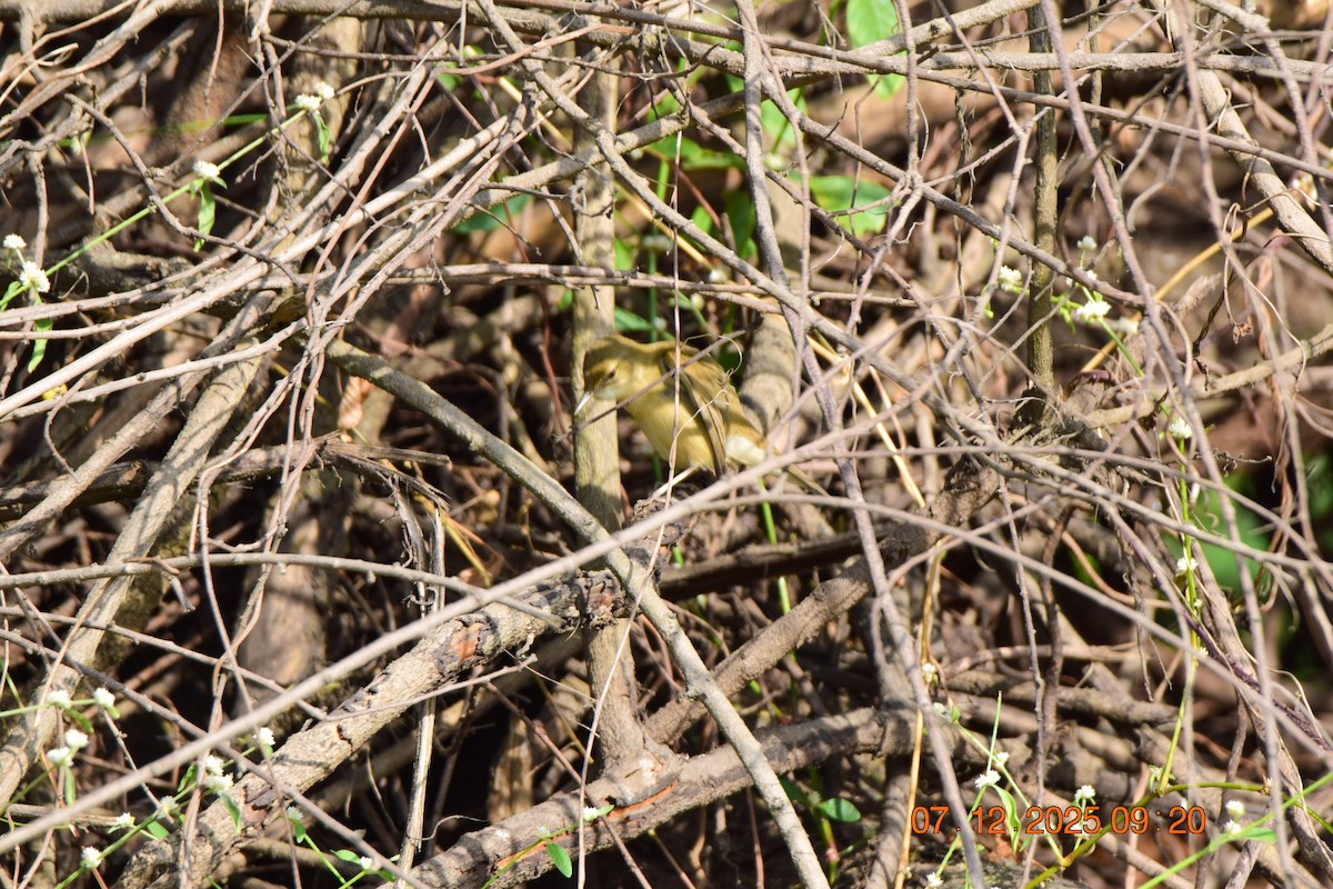 Blyth's Reed Warbler - ML646593375