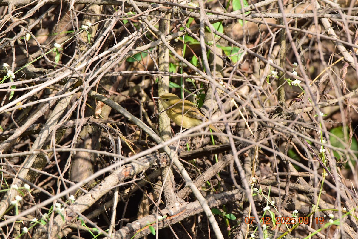 Blyth's Reed Warbler - ML646593376