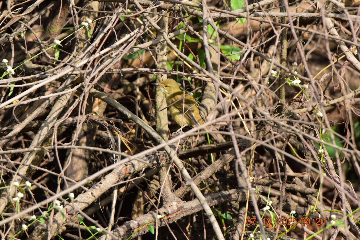 Blyth's Reed Warbler - ML646593377