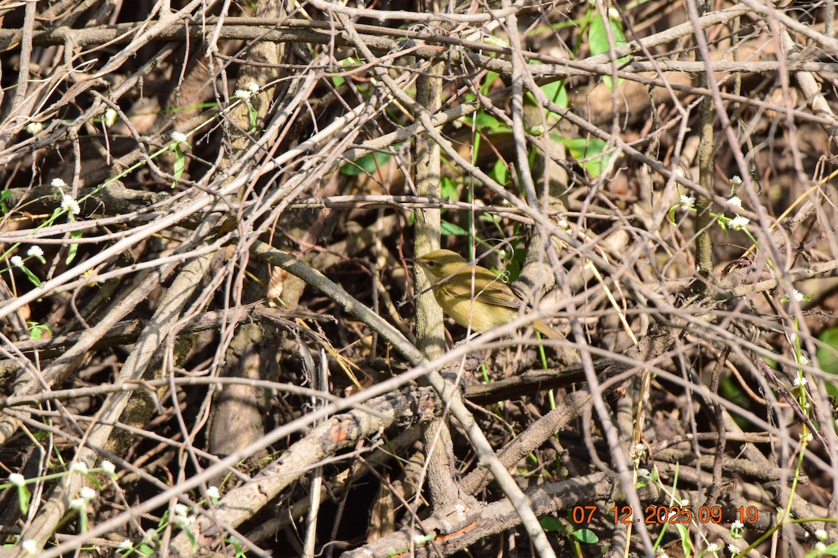 Blyth's Reed Warbler - ML646593378