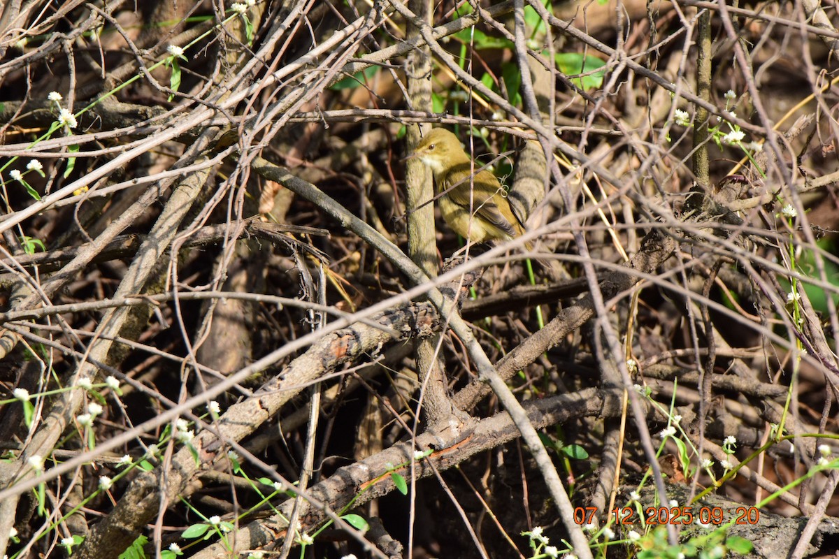 Blyth's Reed Warbler - ML646593379