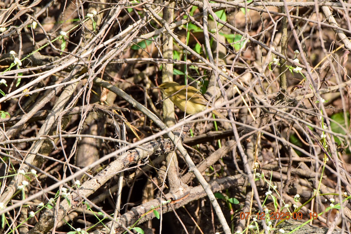 Blyth's Reed Warbler - ML646593380