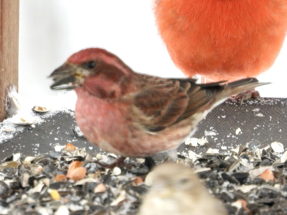 Purple Finch - ML646593384