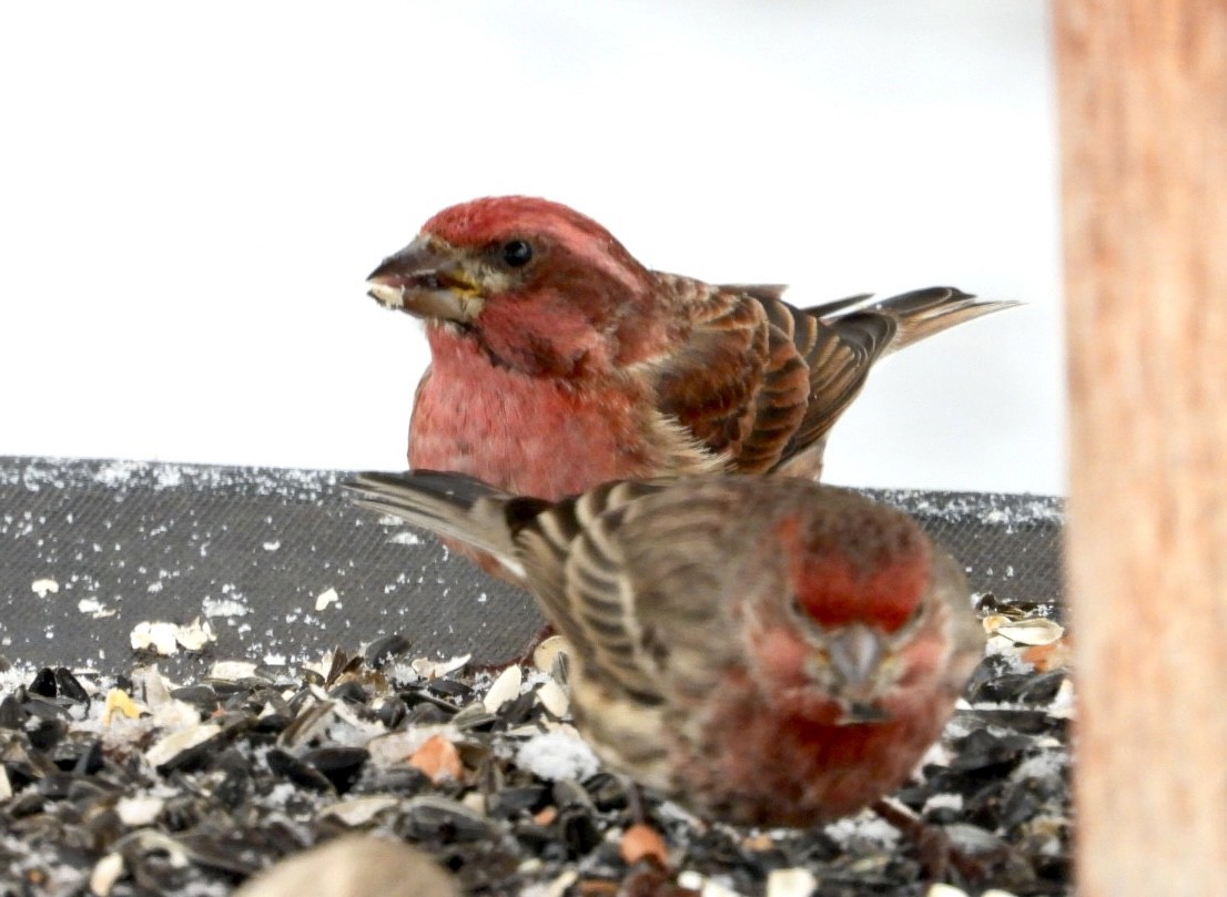 Purple Finch - ML646593385