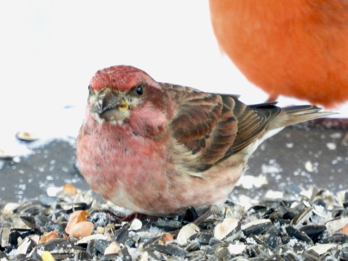Purple Finch - ML646593386