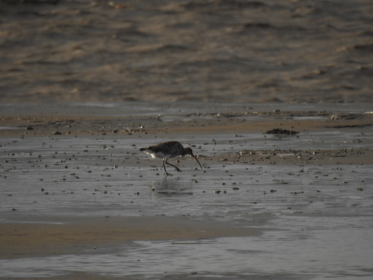 Chiurlo maggiore - ML646593387