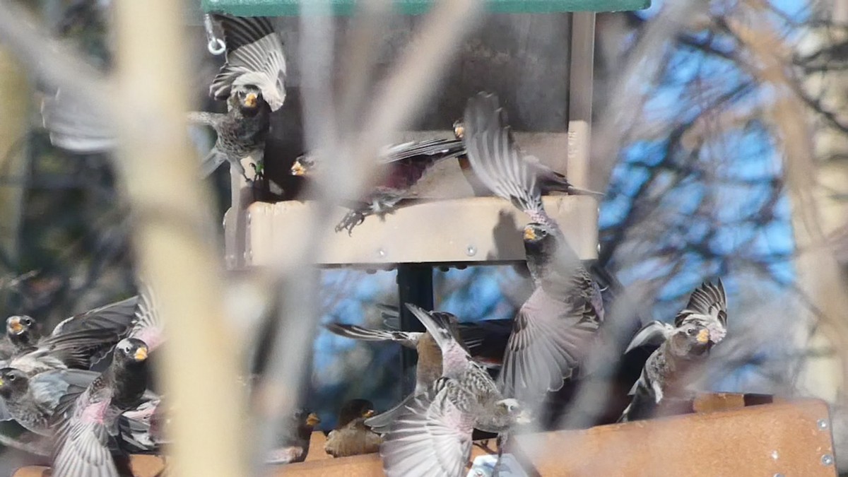 Black Rosy-Finch - ML646593388