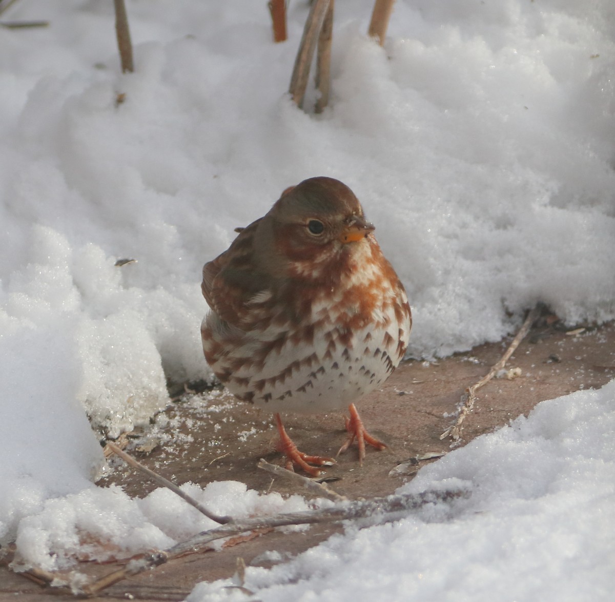 strnadec kaštanový - ML646593390