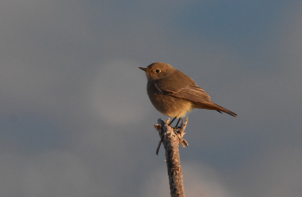 クロジョウビタキ - ML646593391