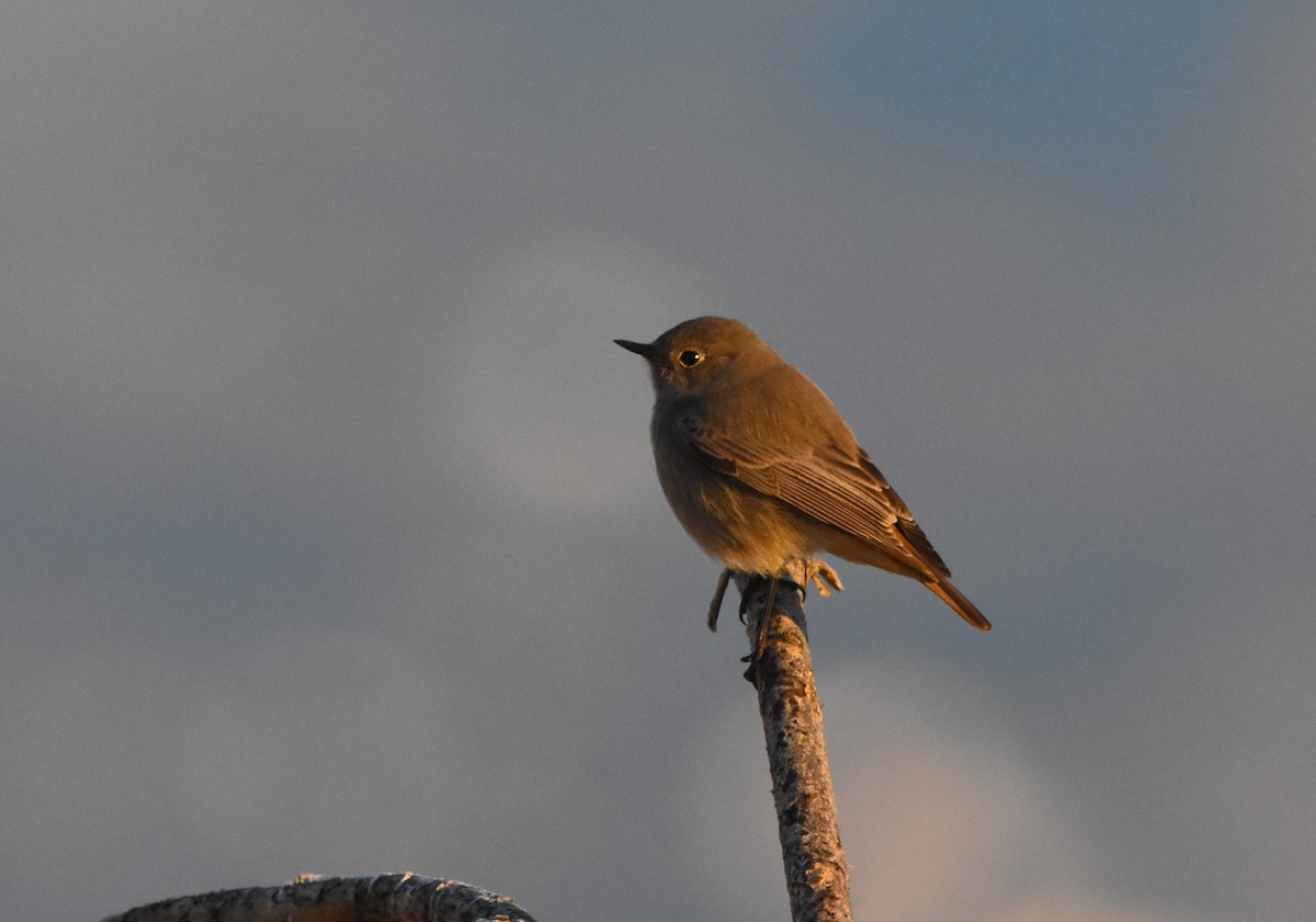 クロジョウビタキ - ML646593392