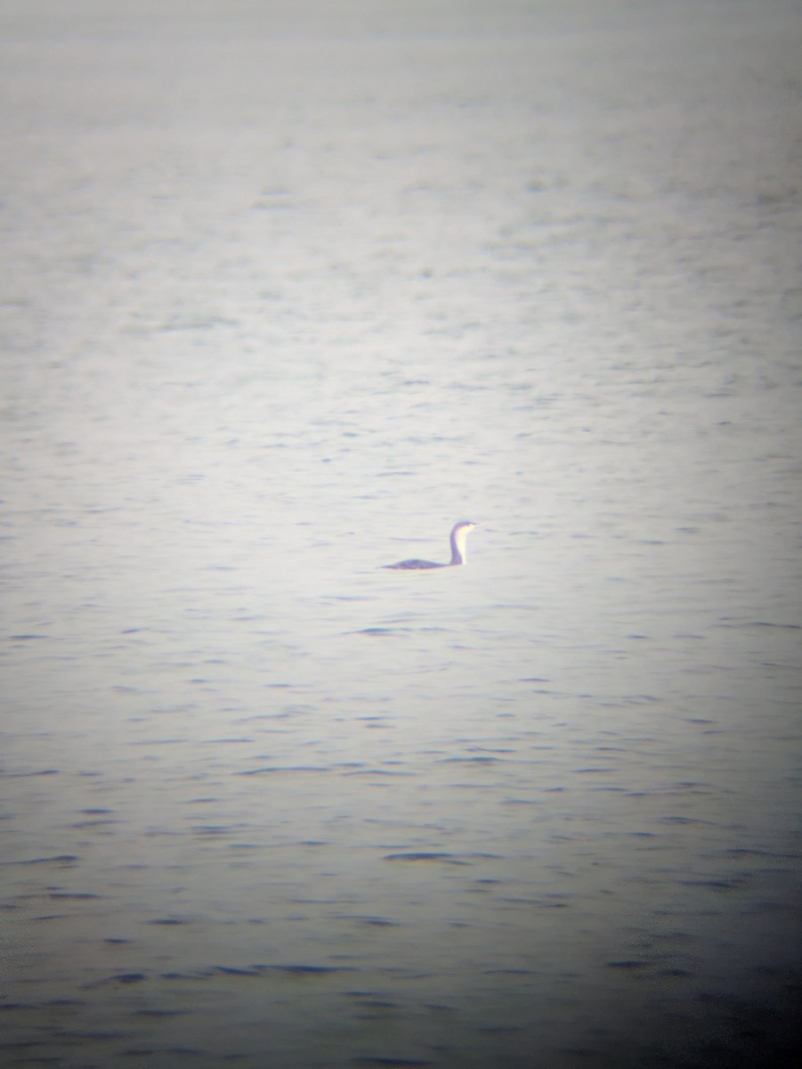 Red-throated Loon - ML646593393