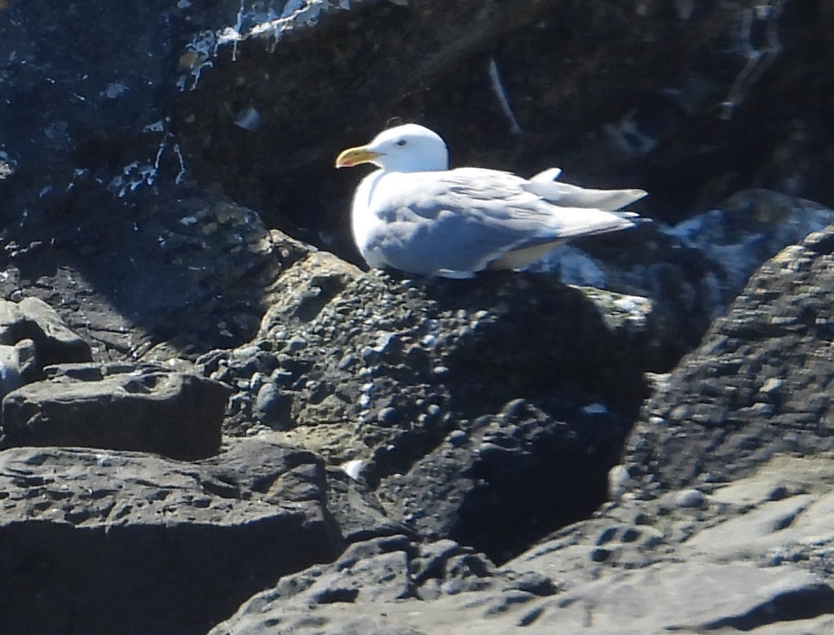 Glaucous-winged Gull - ML646593394