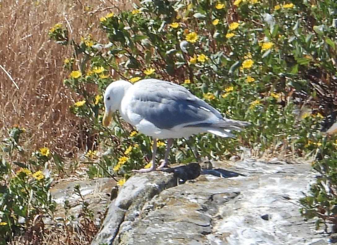 Glaucous-winged Gull - ML646593395