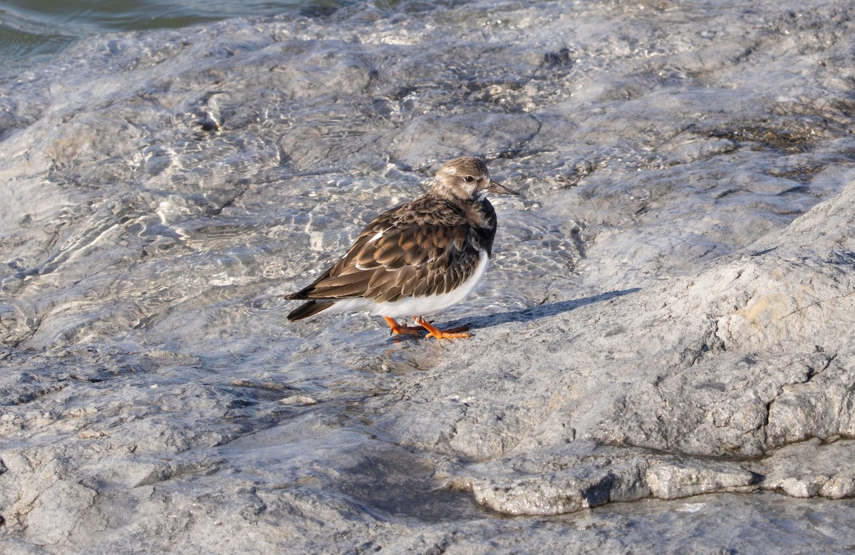 Алаг хайргач - ML646593396