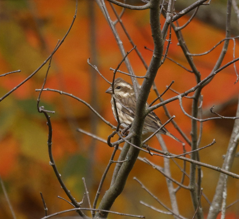 Purple Finch - ML646593397