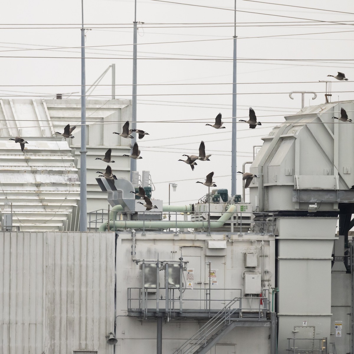 Kanada Kazı - ML646593401