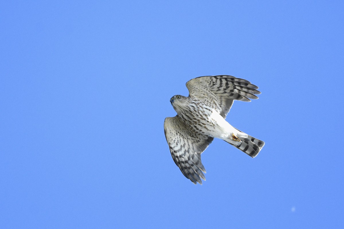 Sharp-shinned Hawk - ML646593402
