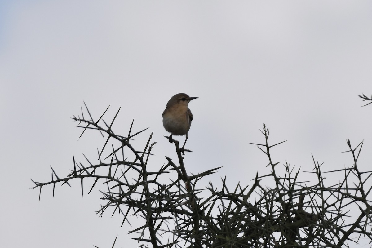 Isabelline Wheatear - ML646593409