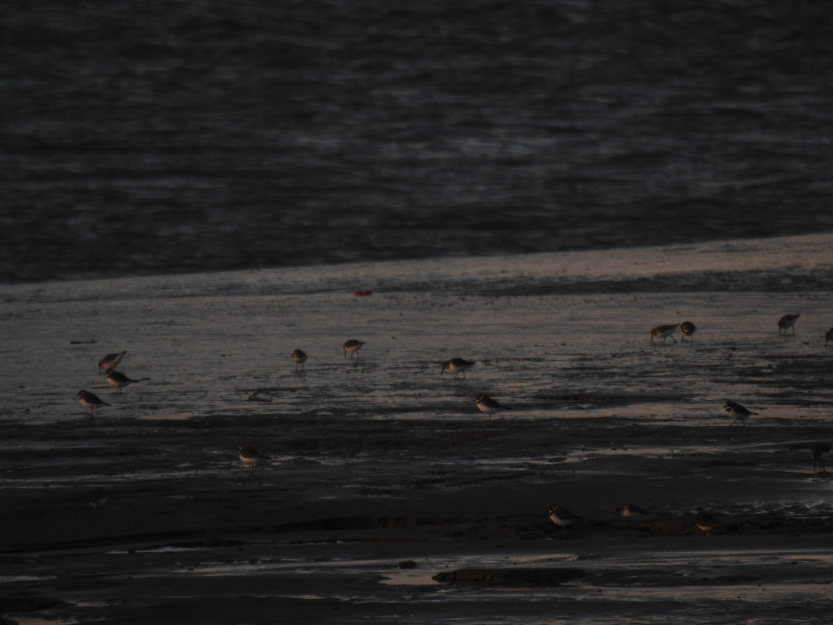 Piovanello pancianera - ML646593418