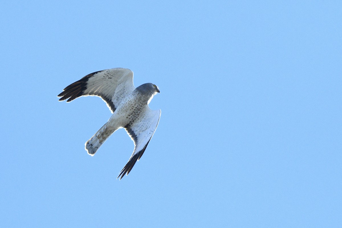 Американский лунь - ML646593419