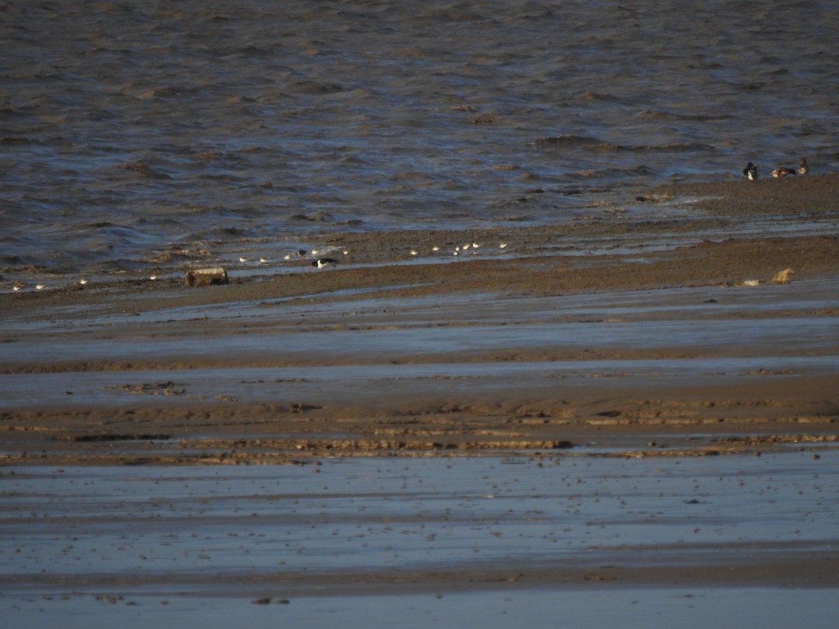 Piovanello pancianera - ML646593420