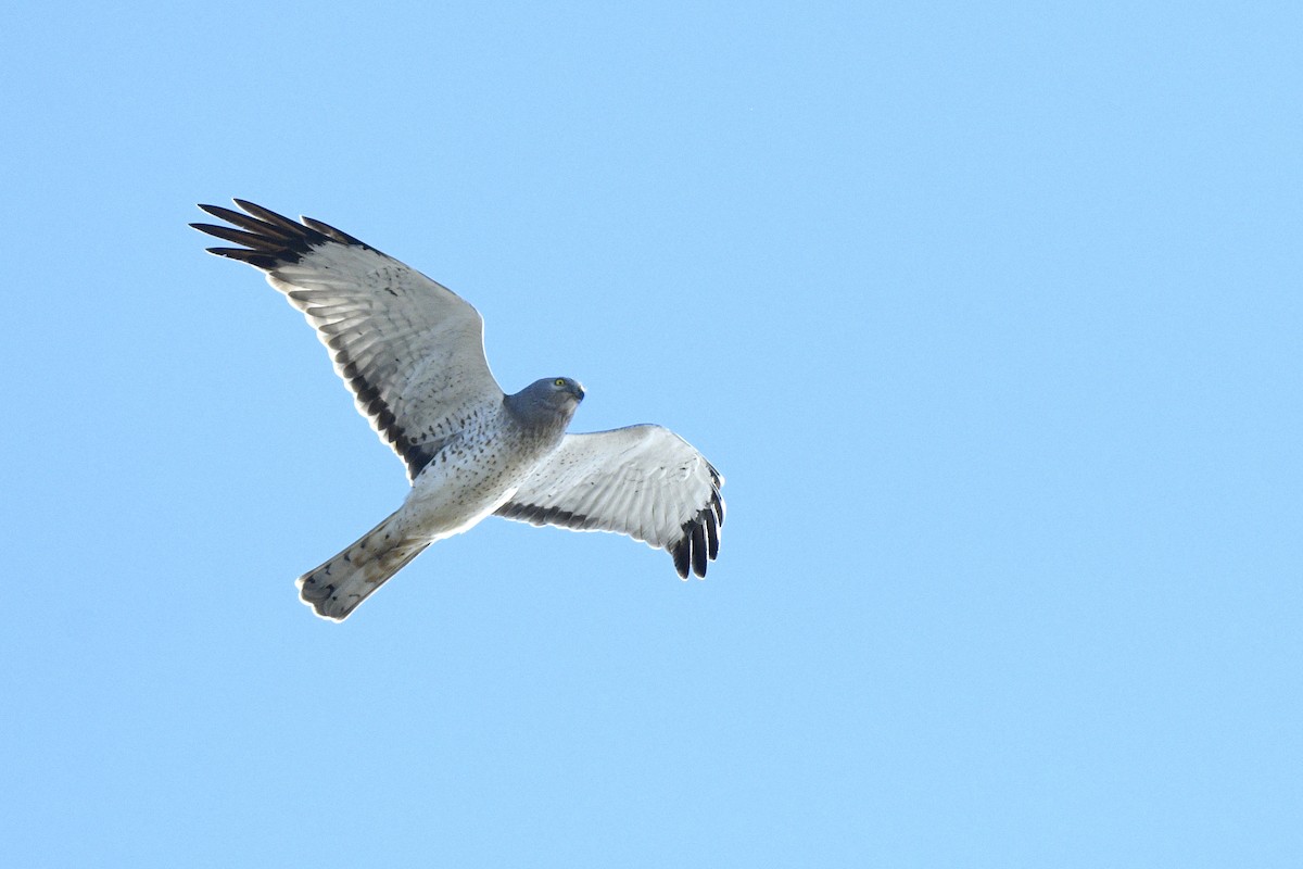 Американский лунь - ML646593422