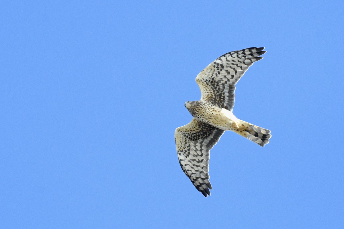 Американский лунь - ML646593423