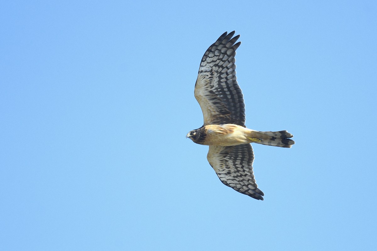 Американский лунь - ML646593424