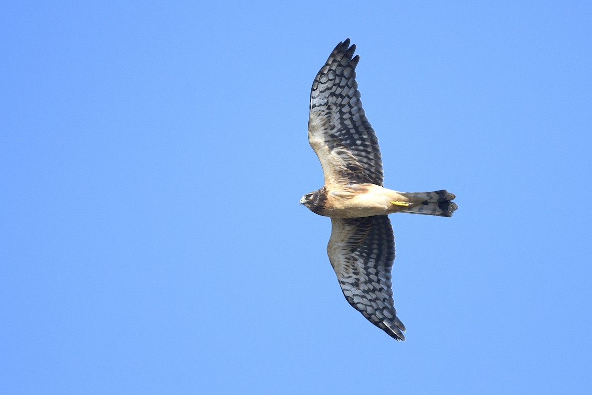 Американский лунь - ML646593425