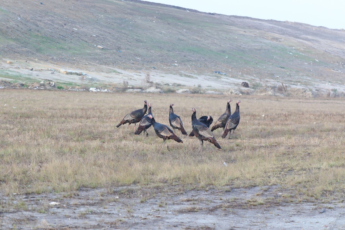 Індик великий - ML646593430