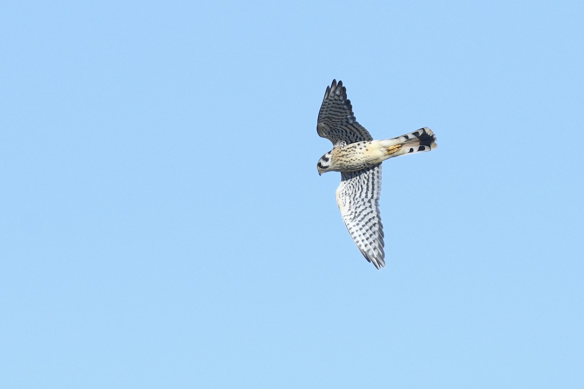 American Kestrel - ML646593431