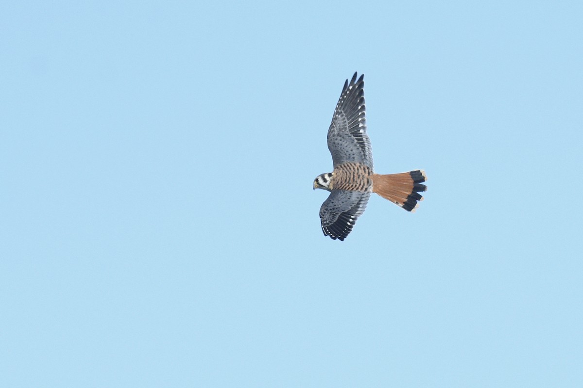 American Kestrel - ML646593432
