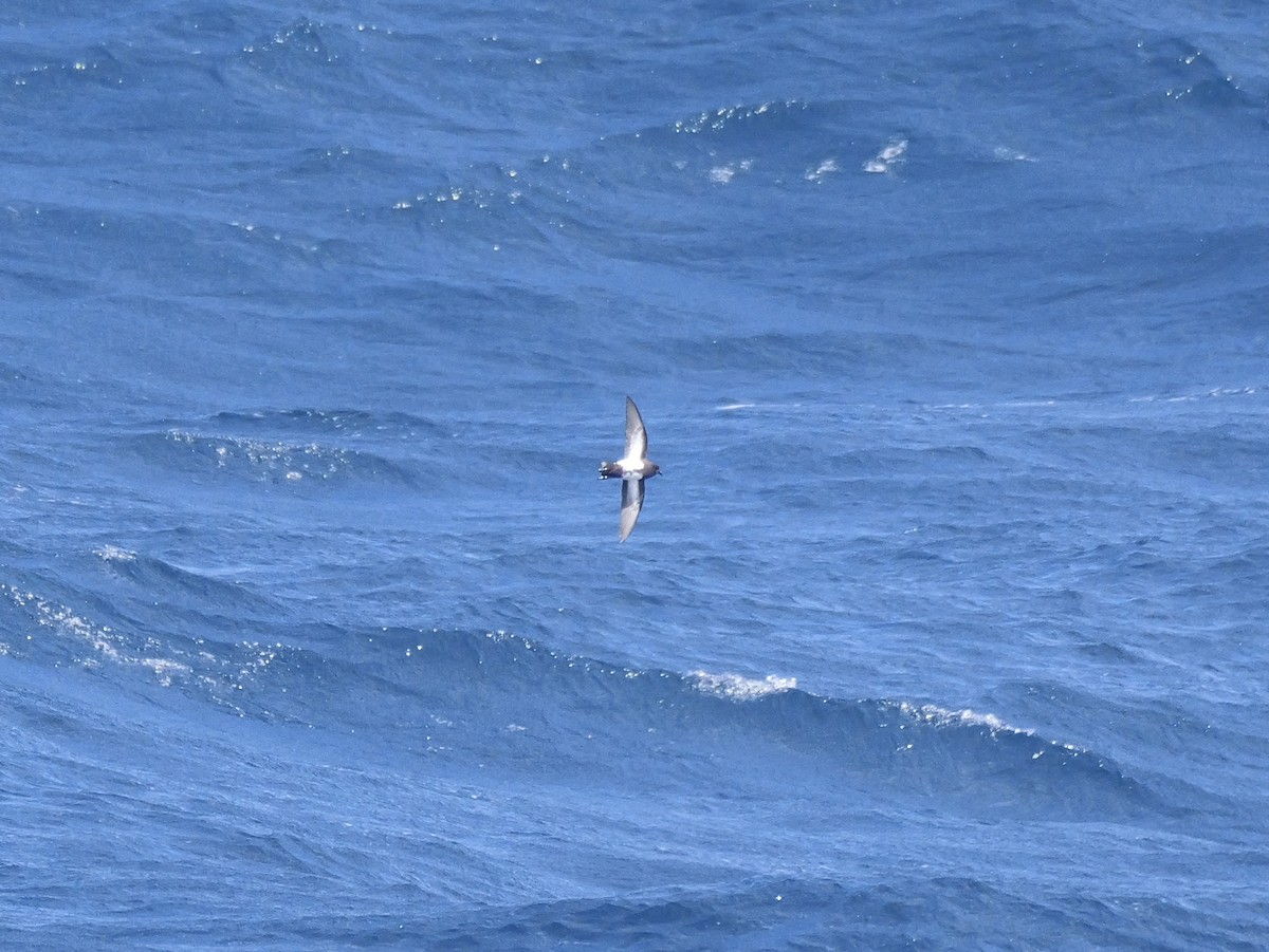 svartbukstormsvale - ML646593434