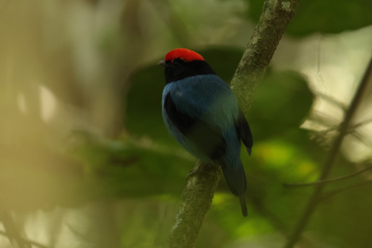 Swallow-tailed Manakin - ML646593436