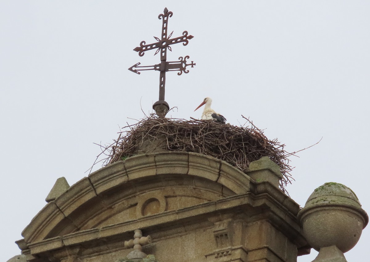 White Stork - ML646593438