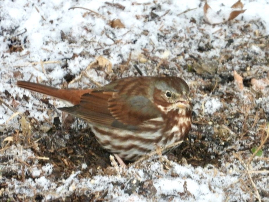 strnadec kaštanový (ssp. iliaca/zaboria) - ML646593440