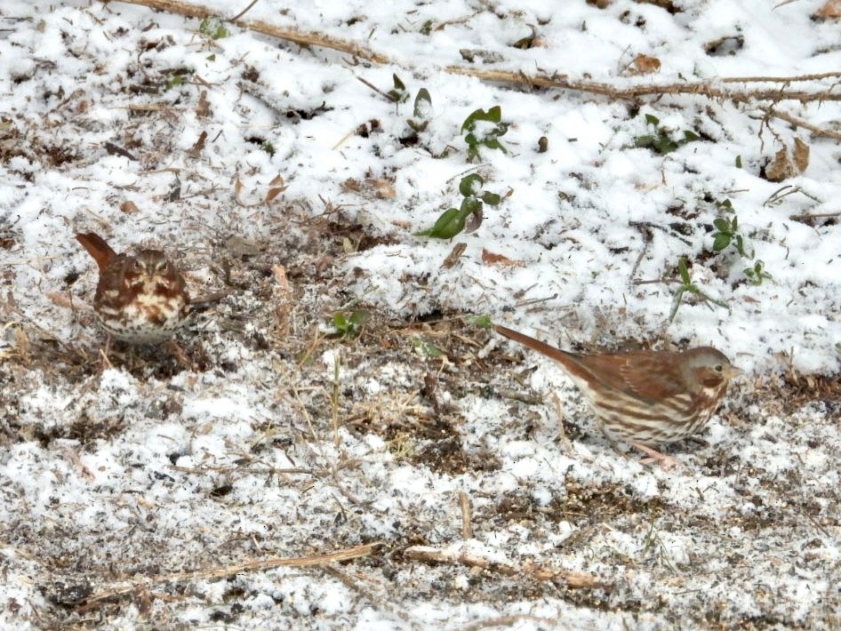 strnadec kaštanový (ssp. iliaca/zaboria) - ML646593441