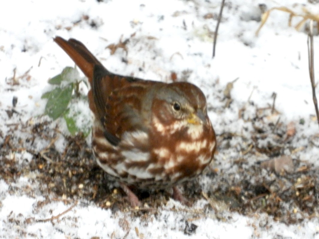 strnadec kaštanový (ssp. iliaca/zaboria) - ML646593442
