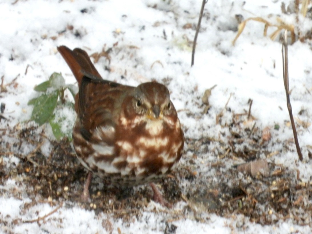 strnadec kaštanový (ssp. iliaca/zaboria) - ML646593443