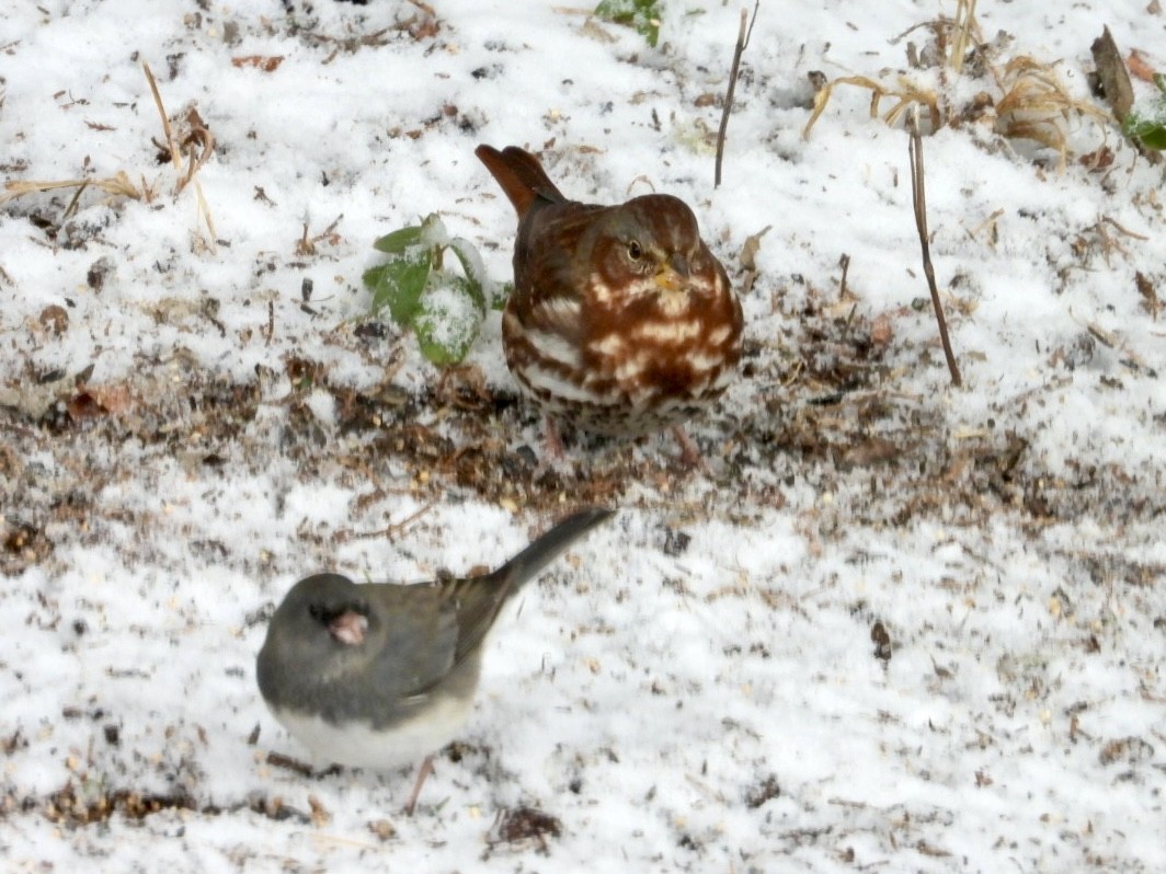 strnadec kaštanový (ssp. iliaca/zaboria) - ML646593444