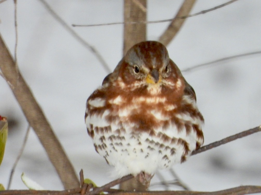 strnadec kaštanový (ssp. iliaca/zaboria) - ML646593445