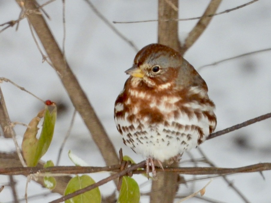strnadec kaštanový (ssp. iliaca/zaboria) - ML646593446