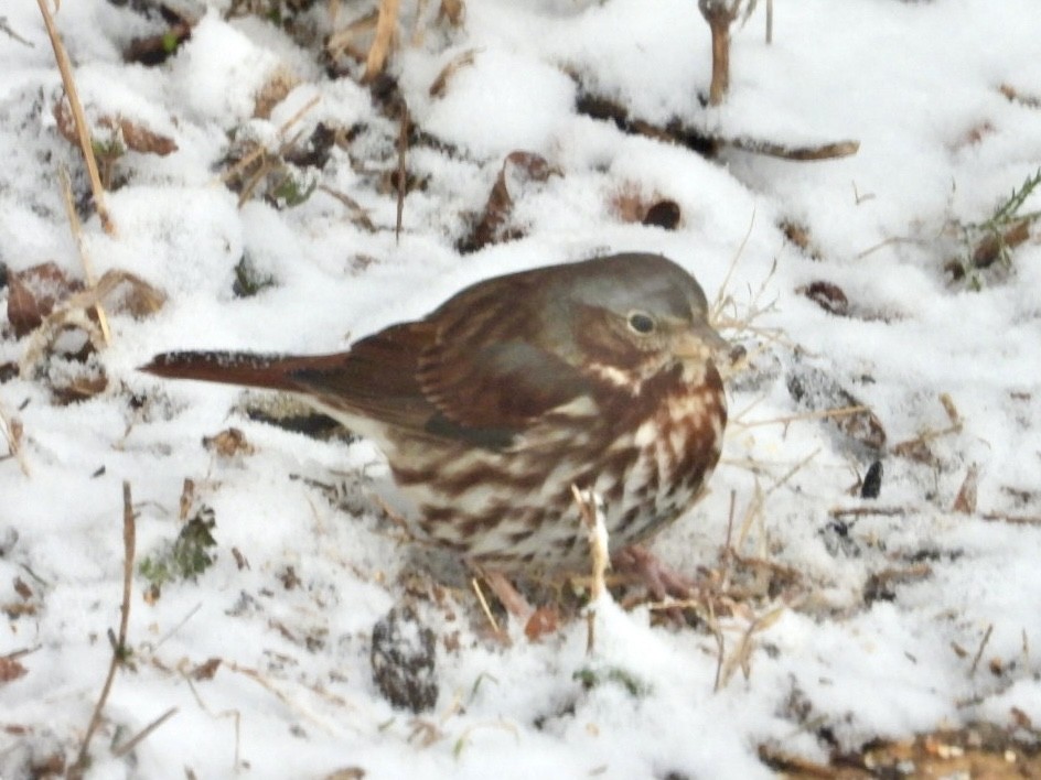 strnadec kaštanový (ssp. iliaca/zaboria) - ML646593447