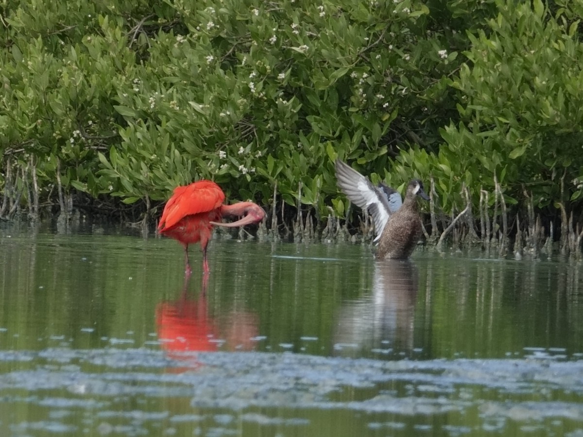 Синекрылый чирок - ML646593448